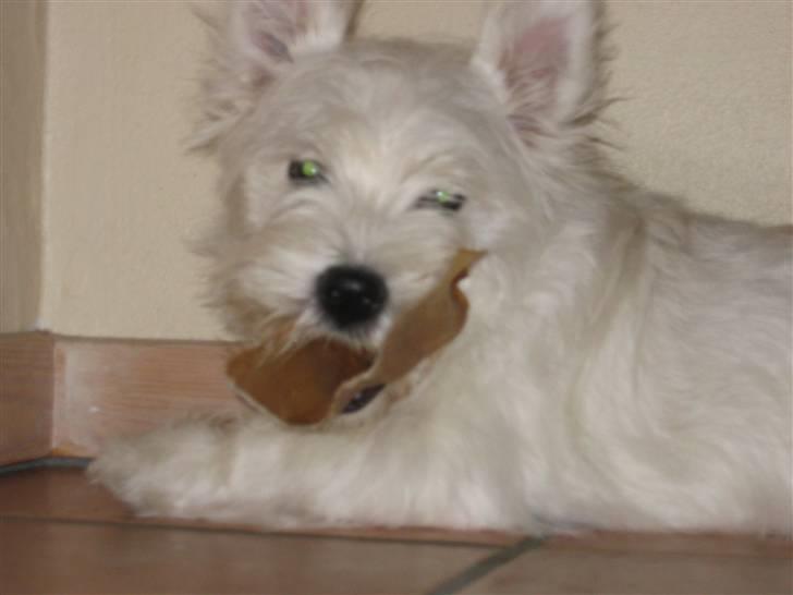 West highland white terrier molly - Er hun ikke bare skøn:-) billede 4