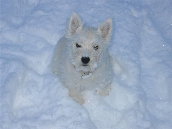 West highland white terrier molly - Hun elsker bare sne billede 5