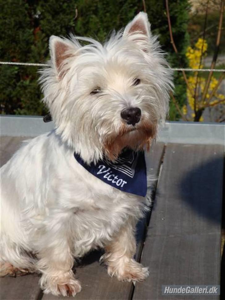 West highland white terrier Malekits Victor billede 1