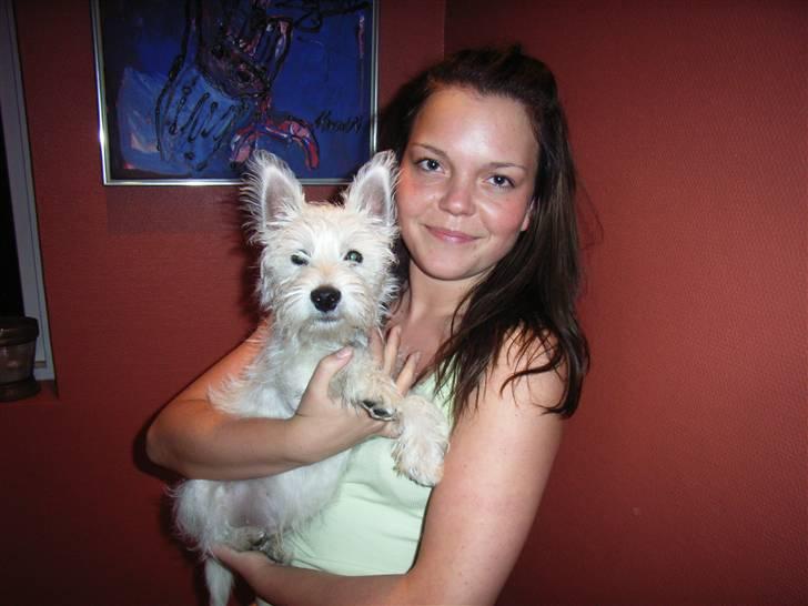 West highland white terrier Malekits Victor - Victor med sin moooar billede 2