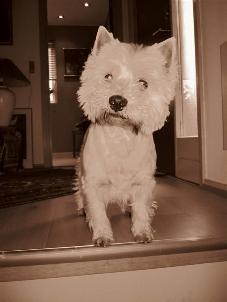 West highland white terrier Malekits Victor - Victor med to af hans homies.. billede 3