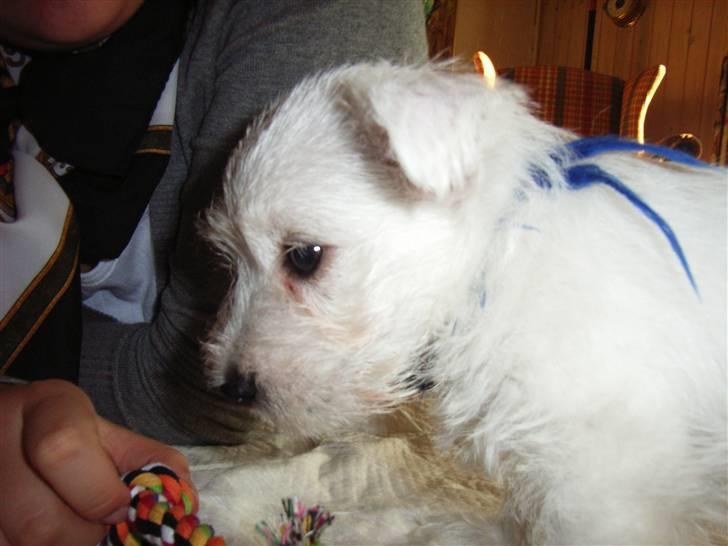 West highland white terrier Malekits Victor - Victor 8 uger.. Taget aftenen hvor vi fik ham billede 4