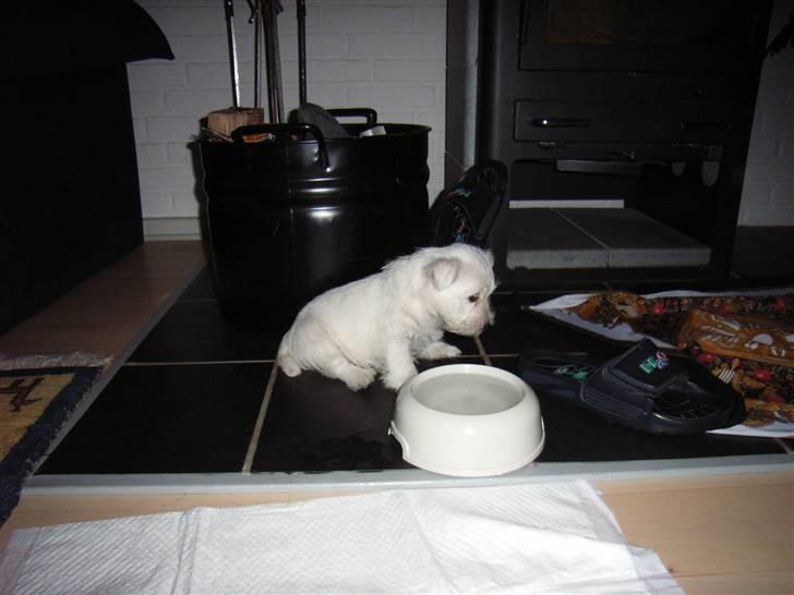 West highland white terrier Malekits Victor - Bette manden ved hans stooore vandskål, som næsten var en pool ;) billede 5