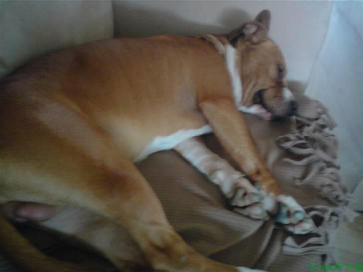 Amerikansk staffordshire terrier Baloo - Ja man kan jo godt blive lidt træt.. billede 10