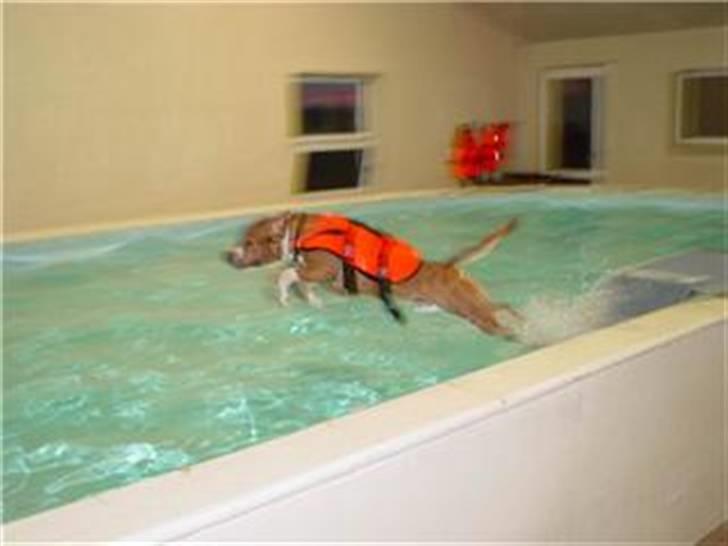 Amerikansk staffordshire terrier Baloo - Det er bare super fedt at svømme... billede 11