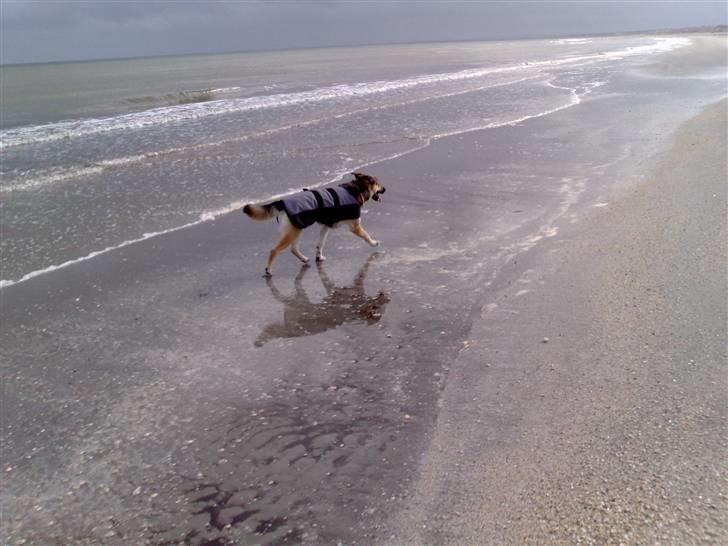 Blanding af racer Zille - Ved Ålbæk strand billede 12