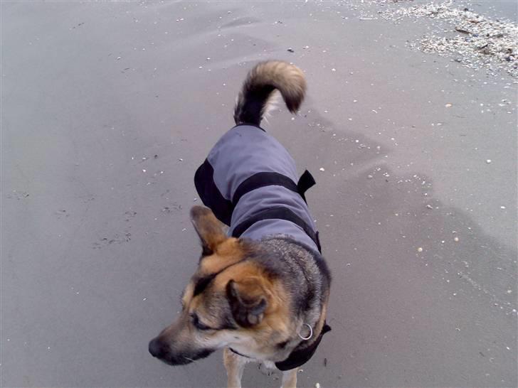 Blanding af racer Zille - Tid til at beskytte hofterne med dækken billede 13