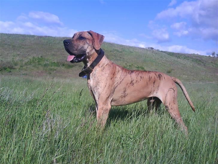 Grand danois Basse*1. hunde - R.I.P.* - Så er det nu du skal tage et billed moar, se hvor fint jeg står! Maj 2008 billede 1