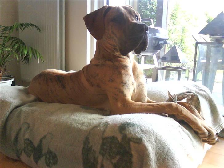 Grand danois Basse*1. hunde - R.I.P.* - Ahh, dejligt med en ny stor sække-pude med blødt tæppe over. Maj 2008 billede 2