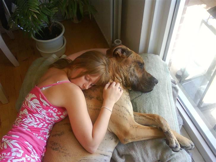 Grand danois Basse*1. hunde - R.I.P.* - Far, nu putter mor ved mig igen - kan du ikke lige få hende væk? Juni 2008 billede 3