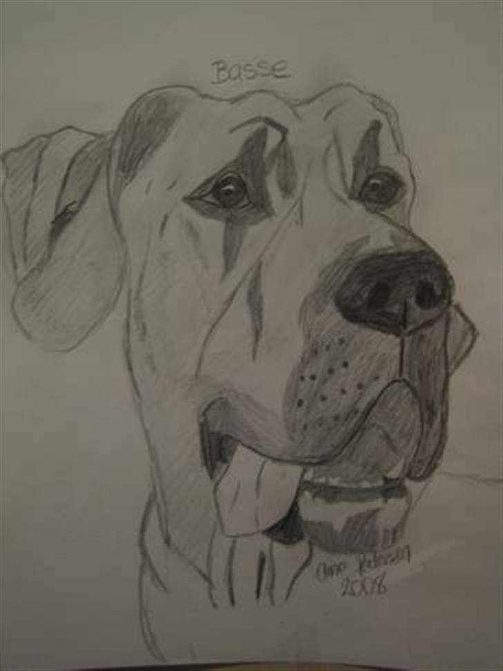 Grand danois Basse*1. hunde - R.I.P.* - Tegnet af Anne P fra HG billede 4