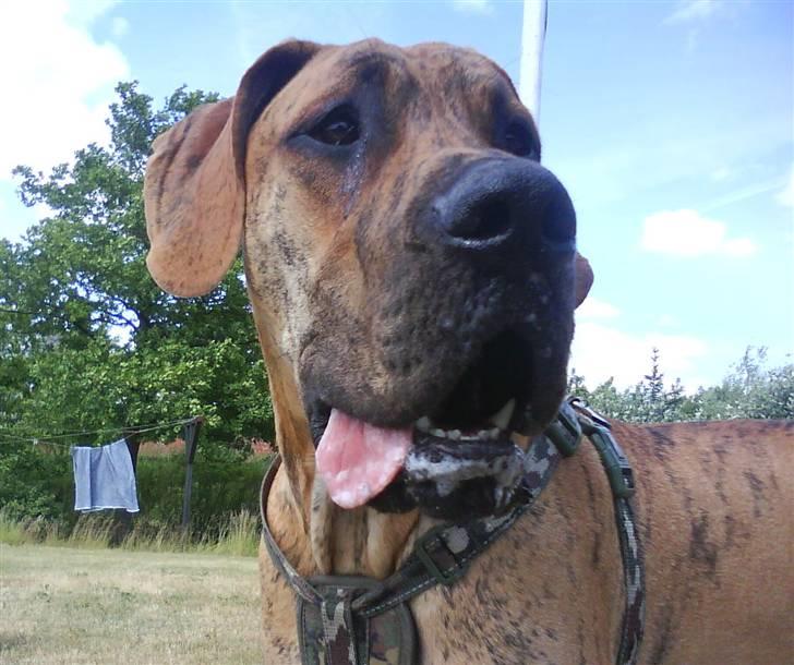 Grand danois Basse*1. hunde - R.I.P.* - Jep - jeg er altså ved at blive en rigtig stor mand her knap 10 mdr. gammel... billede 5