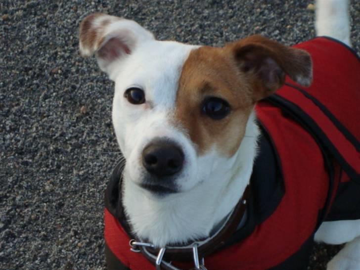 Jack russell terrier Thess billede 1