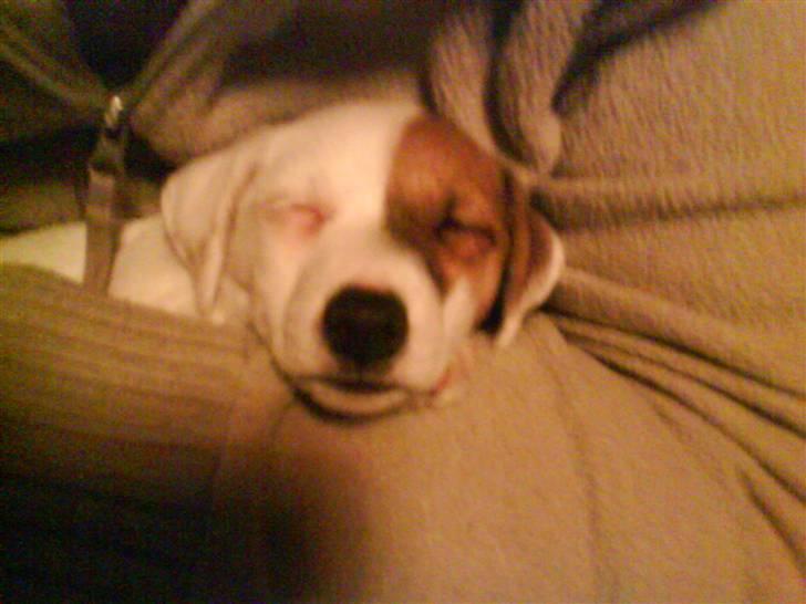 Jack russell terrier Thess - er bare meget træt billede 2