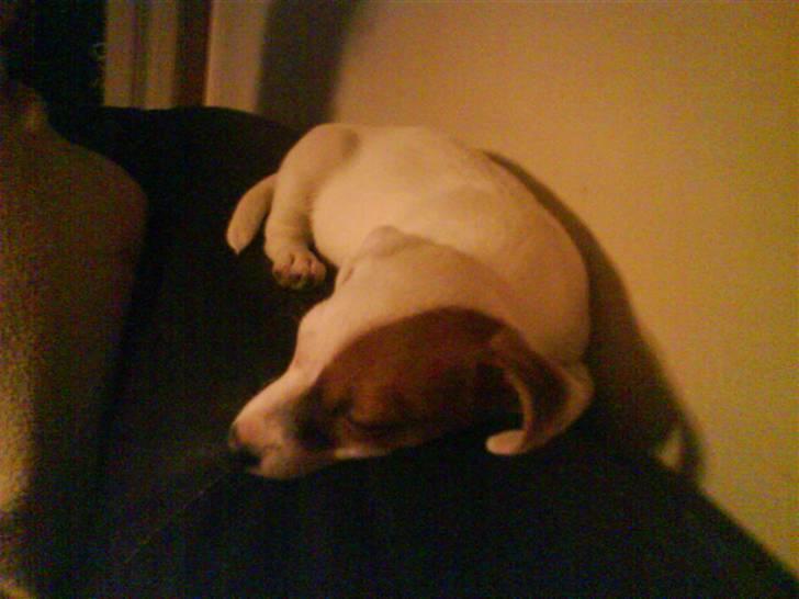 Jack russell terrier Thess - og så lige en morfar på ryglænet af sofaen billede 3