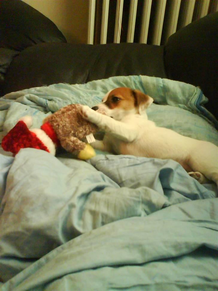 Jack russell terrier Thess - leg skal der også være plads til billede 4