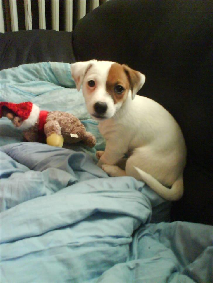 Jack russell terrier Thess - hej hej med jer billede 5