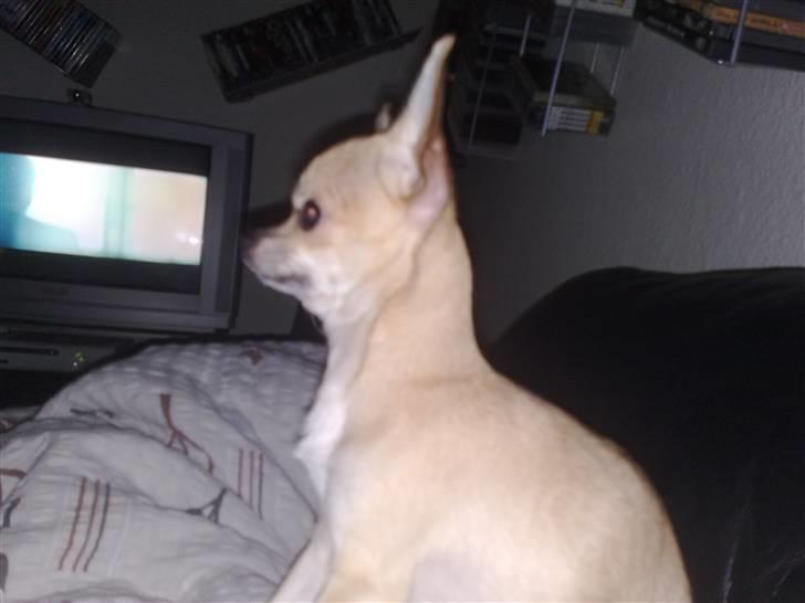 Chihuahua Rockey - Han hører alt. Aldertiders "vagthund" ;D billede 10