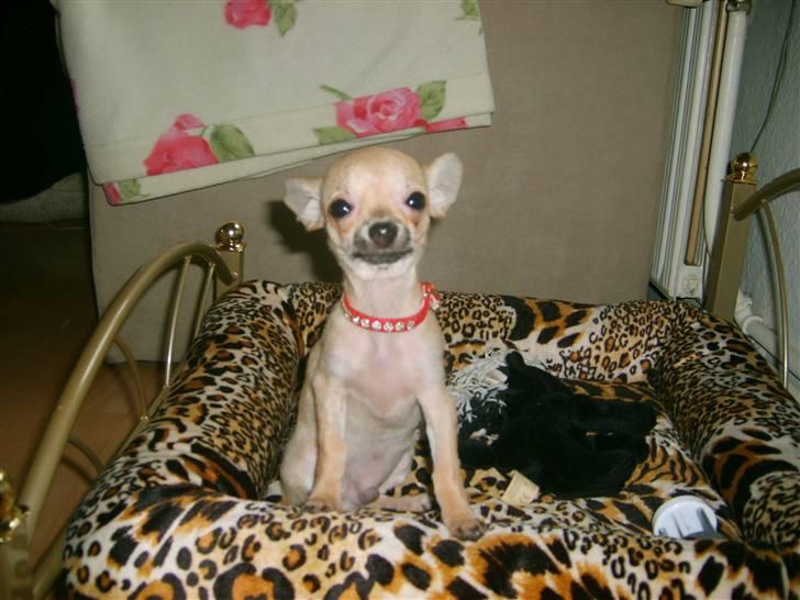Chihuahua Rockey - Da Rockey hva syg :( Sikke skidt du havde det elskede <3 billede 11