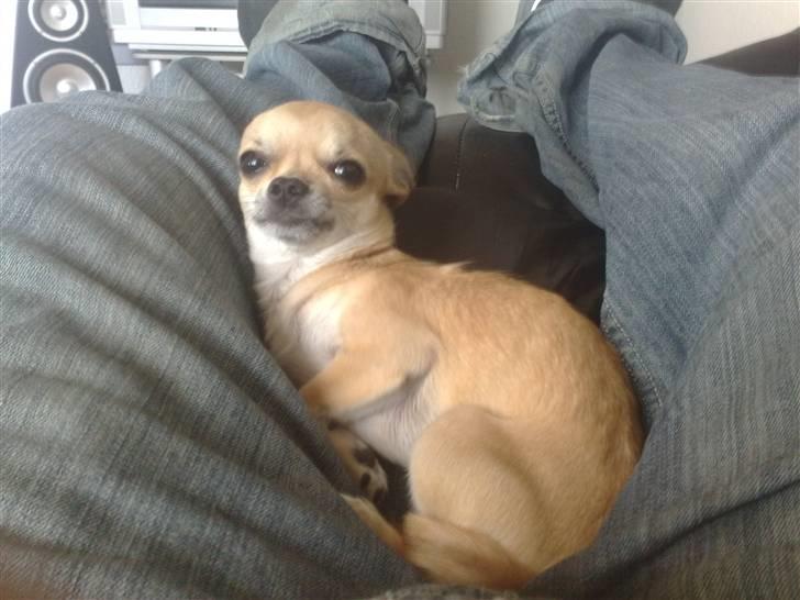 Chihuahua Rockey billede 12