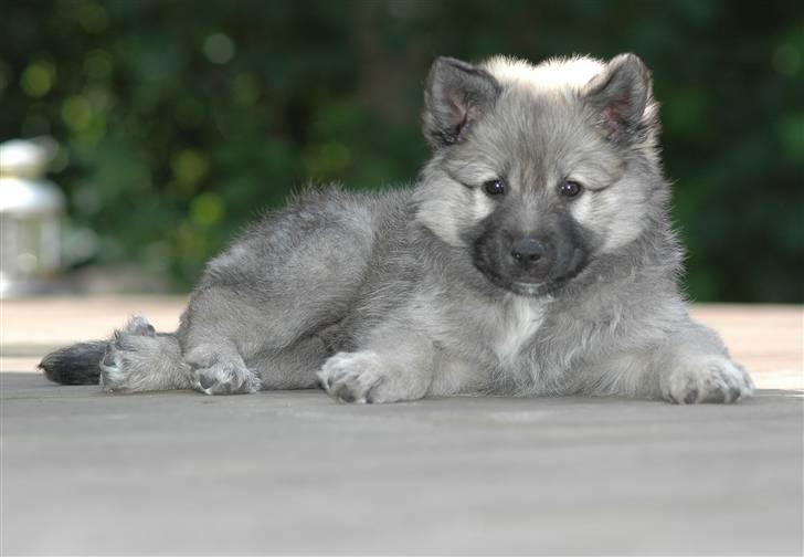 Islandsk fårehund Kjartan - hey og velkommen til Kjartans profil...her ligger han og tar en slapper efter lang dag!! billede 1