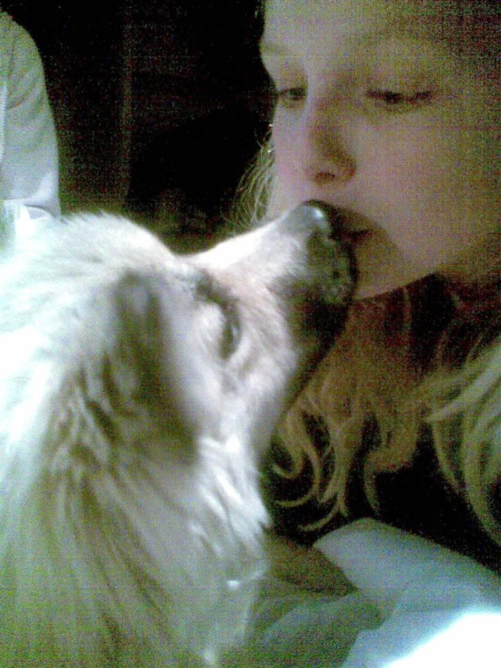 Islandsk fårehund Kjartan - et lille kys billede 2