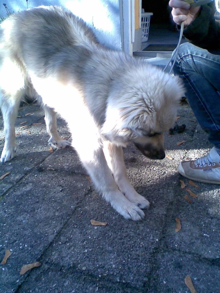 Islandsk fårehund Kjartan - den lille fjoller goj leger med blade billede 3