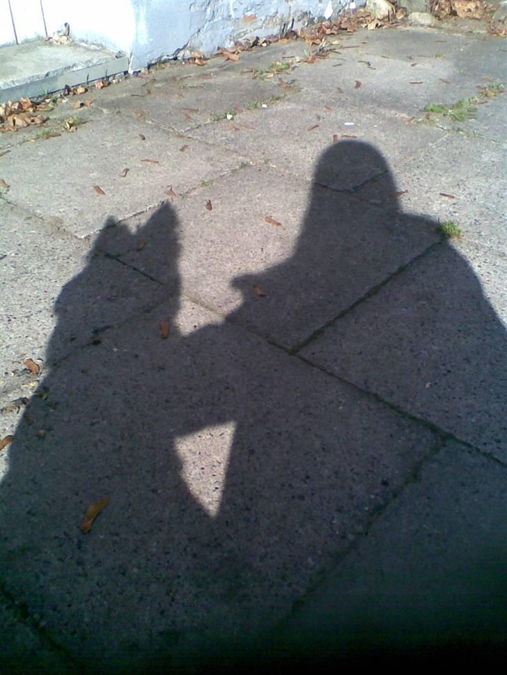 Islandsk fårehund Kjartan - emilie og Kjartan....hvor er de seje billede 4