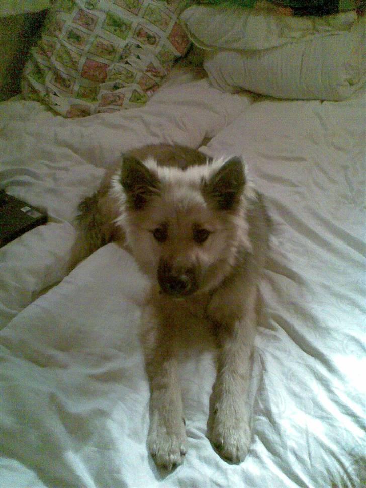 Islandsk fårehund Kjartan - ligger i sengen og leger den lille søde hvalp billede 5