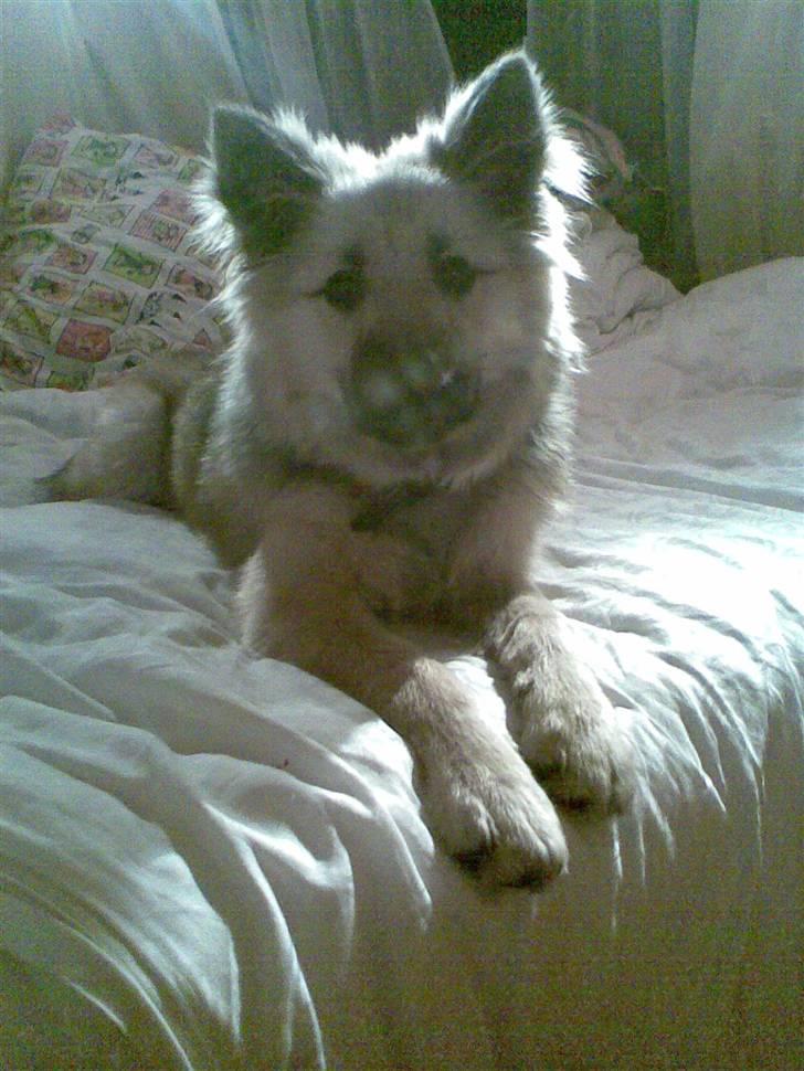 Islandsk fårehund Kjartan - hvor er du bare sød min egen engel billede 6