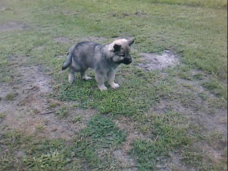 Islandsk fårehund Kjartan - som hvalp billede 7