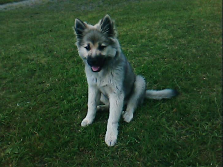 Islandsk fårehund Kjartan - sit hvor er du fin!! billede 9