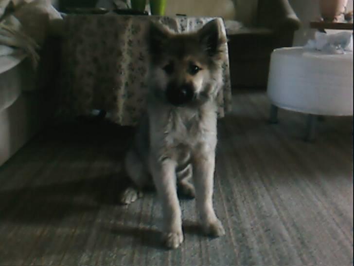 Islandsk fårehund Kjartan - nåå...... billede 11