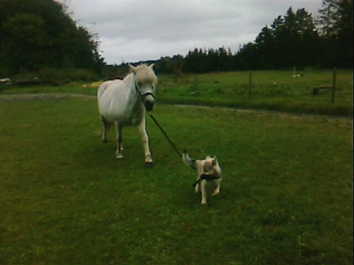 Islandsk fårehund Kjartan - trækker da lige en tur med hesten !! billede 13
