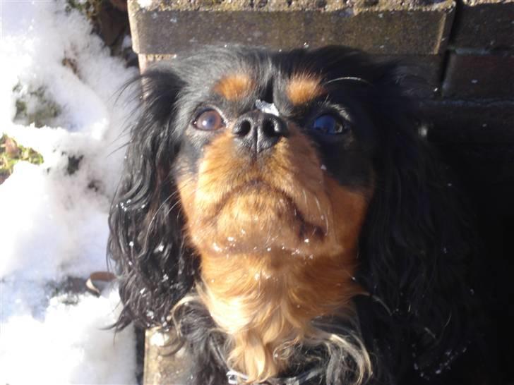 Cavalier king charles spaniel Vega billede 3