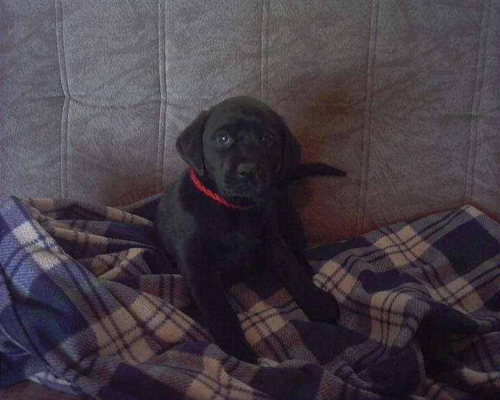 Labrador retriever fie billede 1