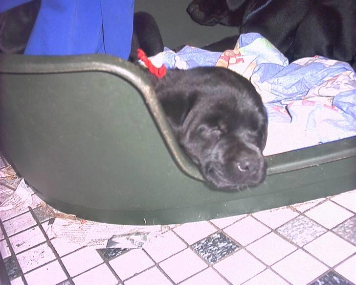 Labrador retriever fie billede 2