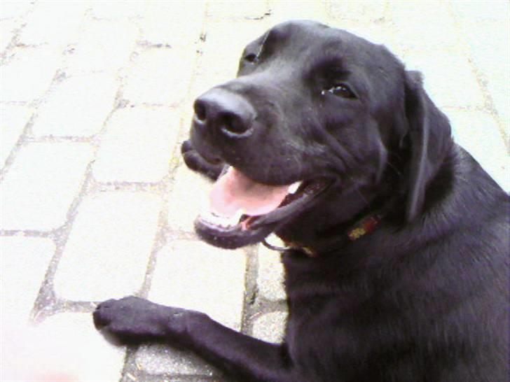 Labrador retriever fie billede 3