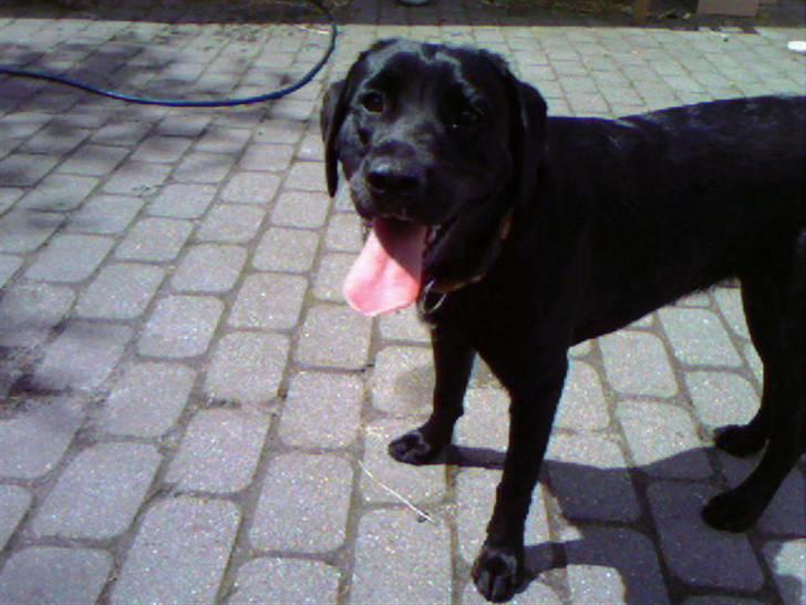 Labrador retriever fie billede 4