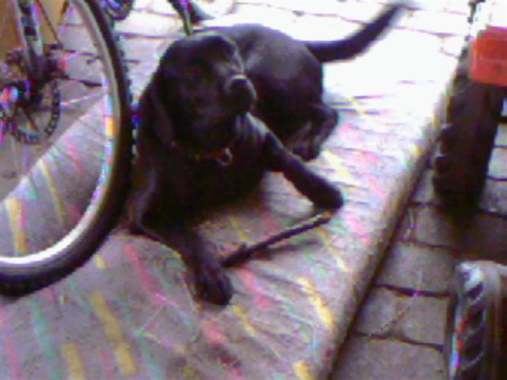 Labrador retriever fie billede 5