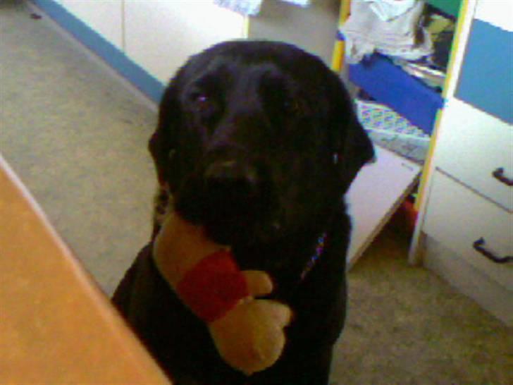 Labrador retriever fie billede 6