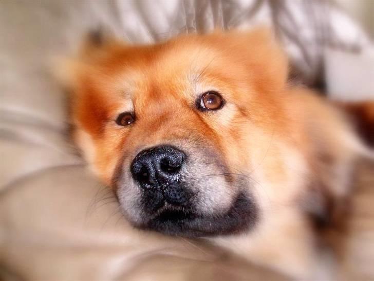 Eurasier Bella - Her er godt at få en lille lur billede 11