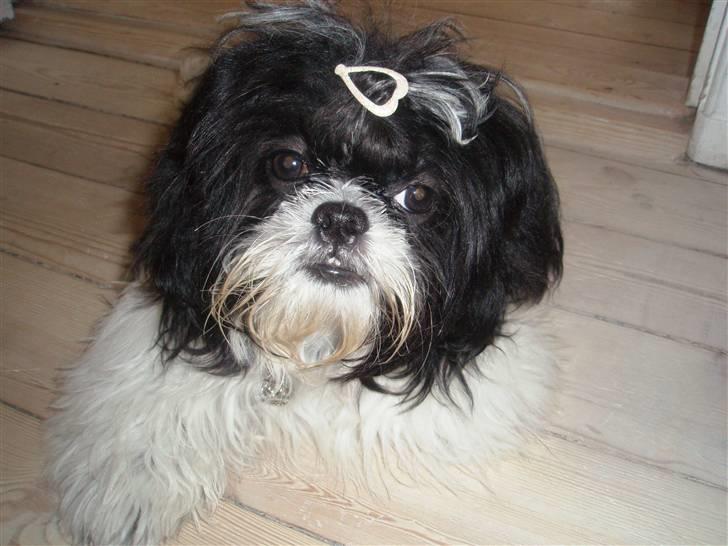 Shih tzu Chanel billede 11