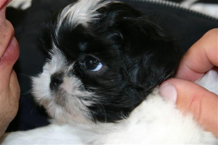 Shih tzu Chanel billede 12