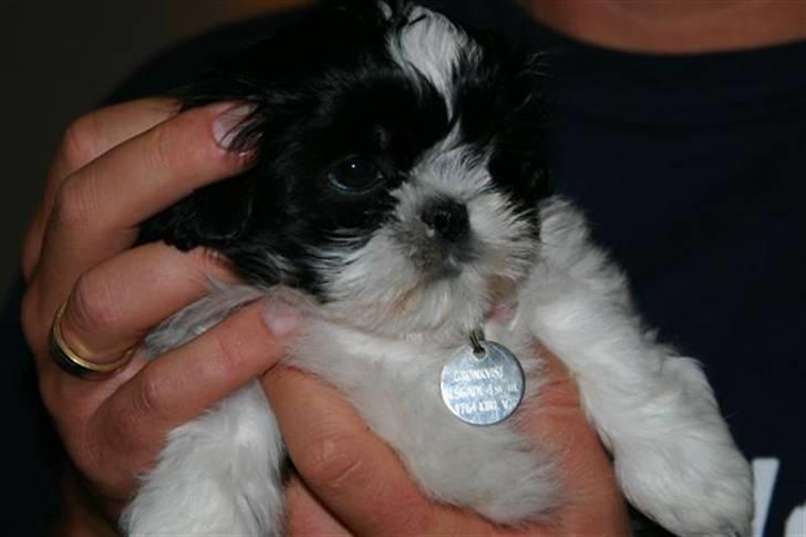 Shih tzu Chanel billede 15