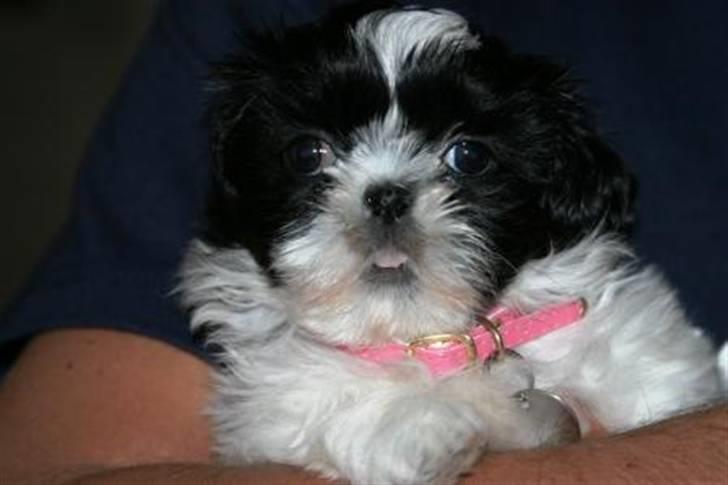 Shih tzu Chanel billede 17