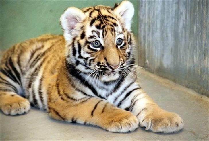 Eurasier Bella - Min legekammerat billede 12