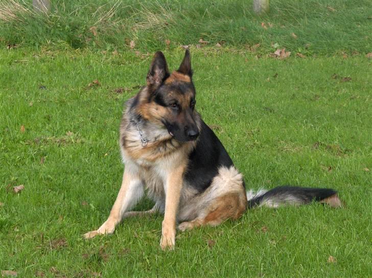 Schæferhund ravnerocks kimbo billede 12