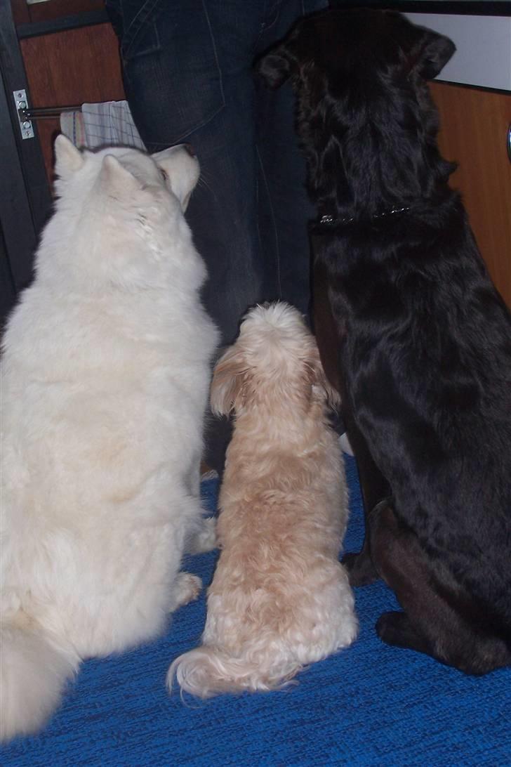 Bichon havanais Valborgs Flora (Lupe) - Lupe i midten af tiggende hunde i køkkenet i sommerhuset billede 9