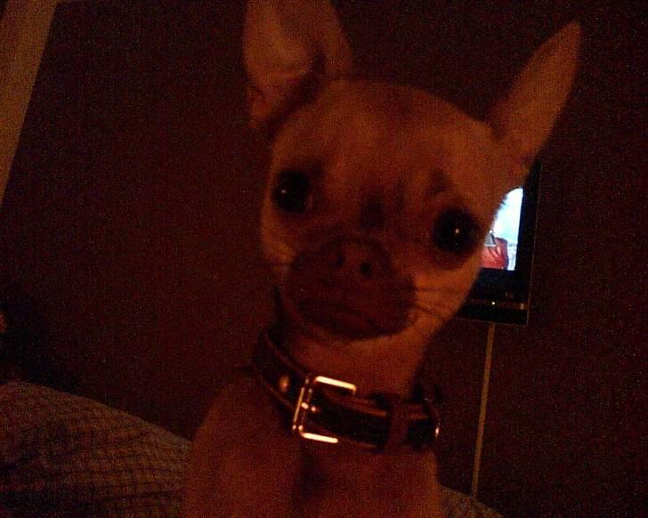 Chihuahua Milo - "det der macipanbrød du har der far skulle jeg ikke lige smage lidt på det? " billede 3